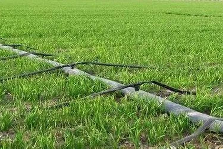 西芹的增产管理和施肥要点有什么？怎样施肥？