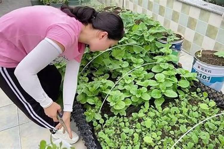 在自己小院种菜哪些可以作肥料