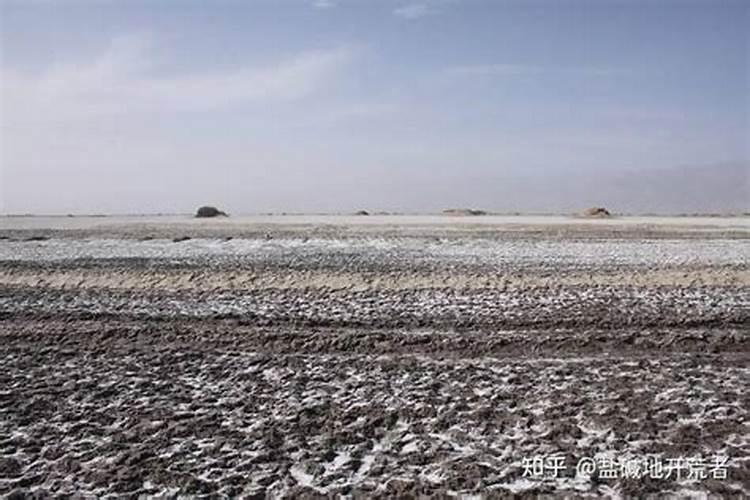 盐碱地种玉米用什么肥料最好