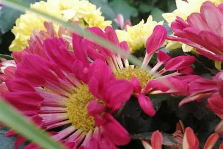 兰花多久浇一次肥料？