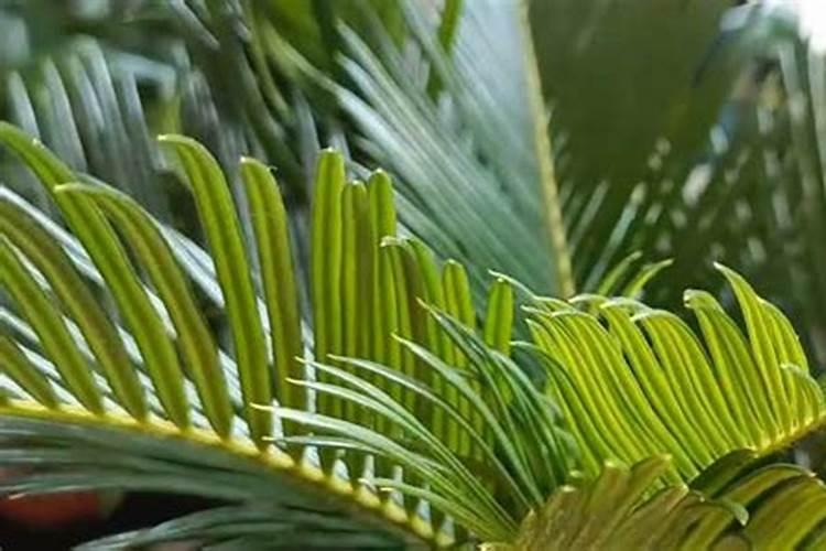 铁树黄了,用什么施肥？可以用铁粉吗？