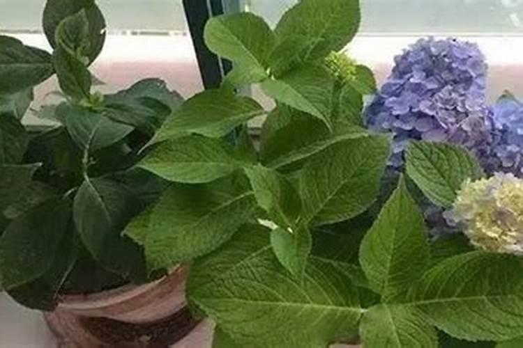 绣球花怎么施肥才能长得好