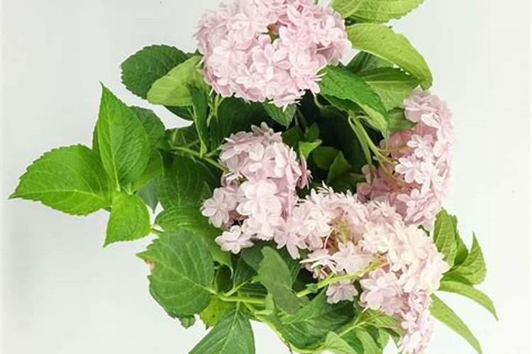 绣球花施肥用什么肥