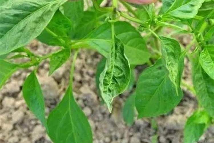 辣椒移栽后多久可以施肥