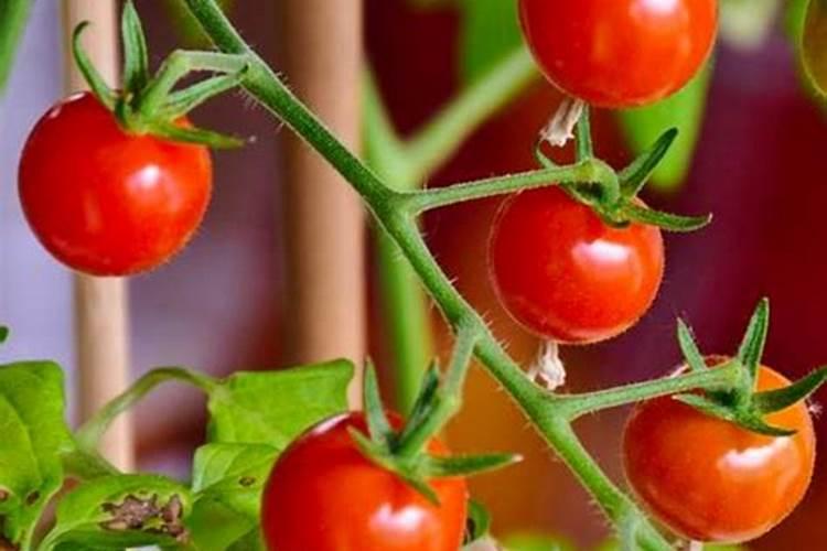 西红柿膨果期冲什么肥
