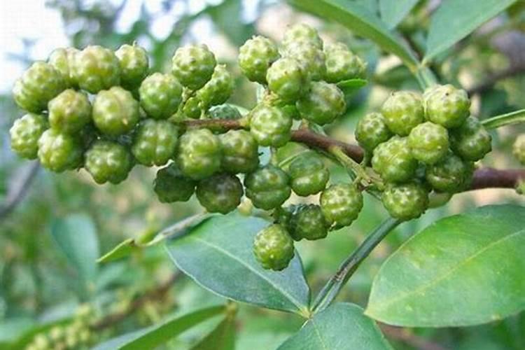 九叶青花椒可以使用芸苔素吗？