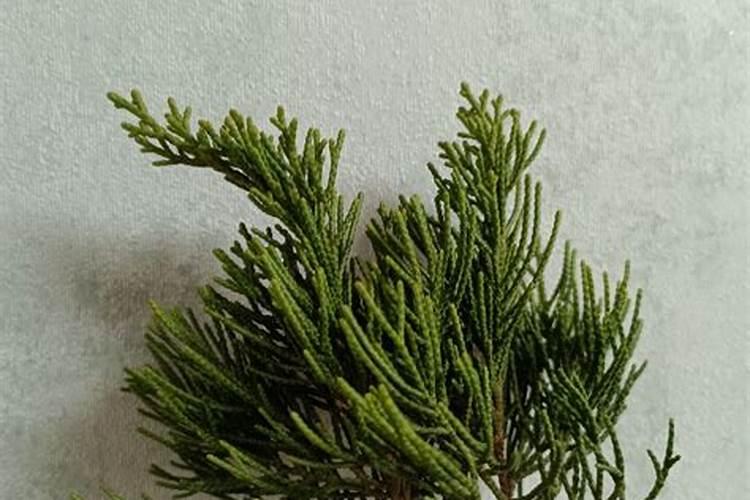 亩产1500斤的小麦底肥施多少