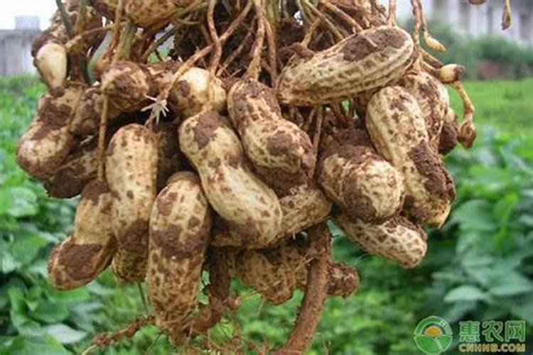 花生肥氯化钾硫酸钾哪个好肥料如何选择