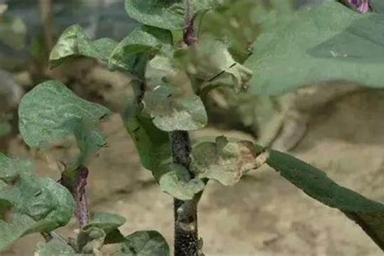 茄子畸形果的出现多与施肥不当有关!要如何预防呢？快看看吧