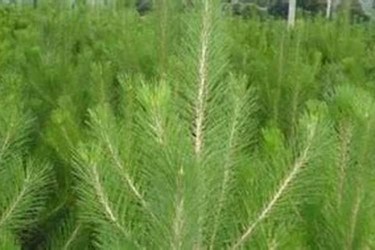 马尾松育苗方法是什么？谁能给点建议？