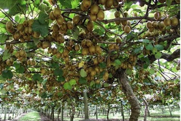 猕猴桃挂果后施什么肥料