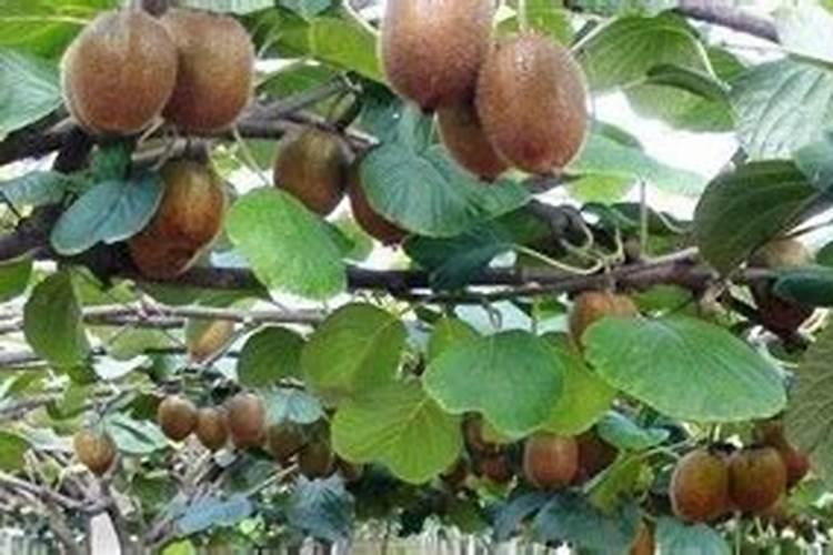 猕猴桃挂果后施什么肥料 猕猴桃如何施肥