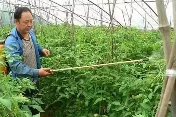 最好的叶面肥有哪几种