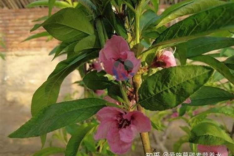 桃树摘果后如何管施肥？