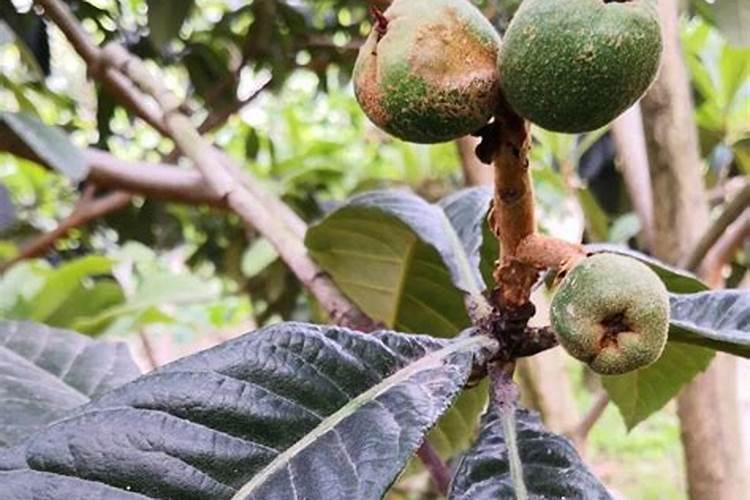 钾肥对哪些花卉好