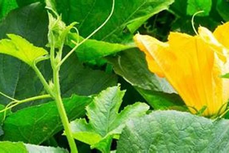 南瓜的黄瓜花叶病毒病防治方法