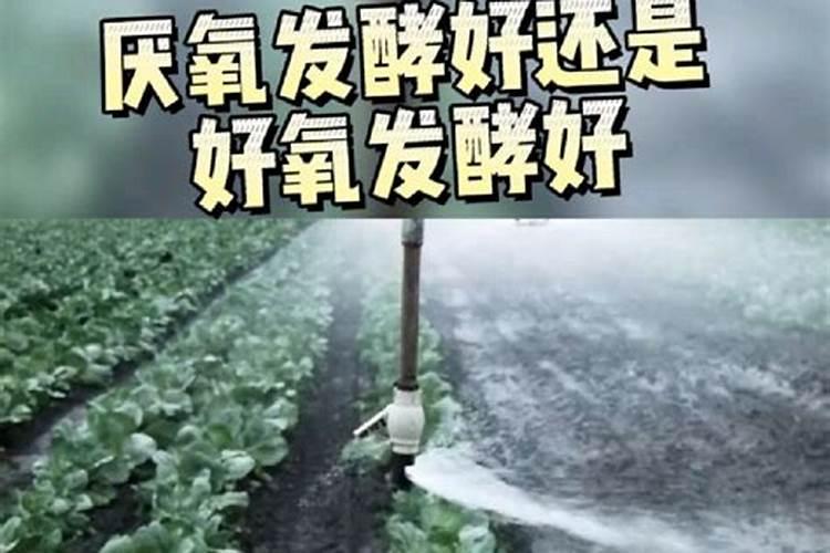 水肥好还是干肥好