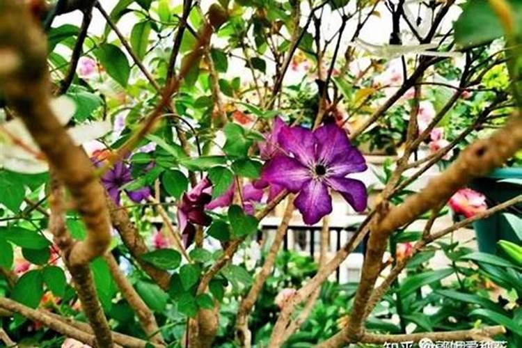 甲维虫螨腈能杀什么虫