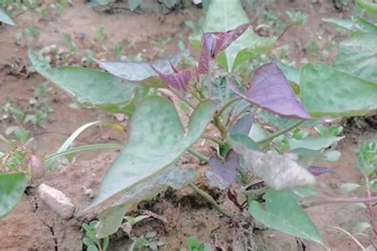 网上允许卖硝酸钾吗