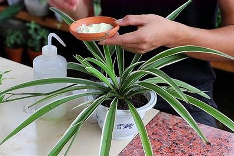 吊兰的叶子可以泡水喝(吊兰叶子可以做肥料吗)