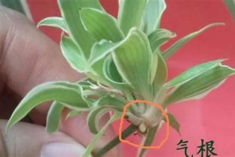 吊兰怎么养才能更旺盛