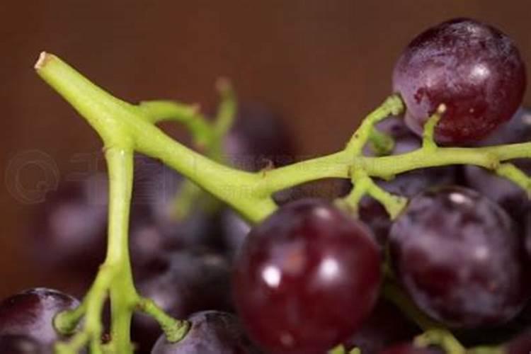 葡萄叶子发黄施什么肥