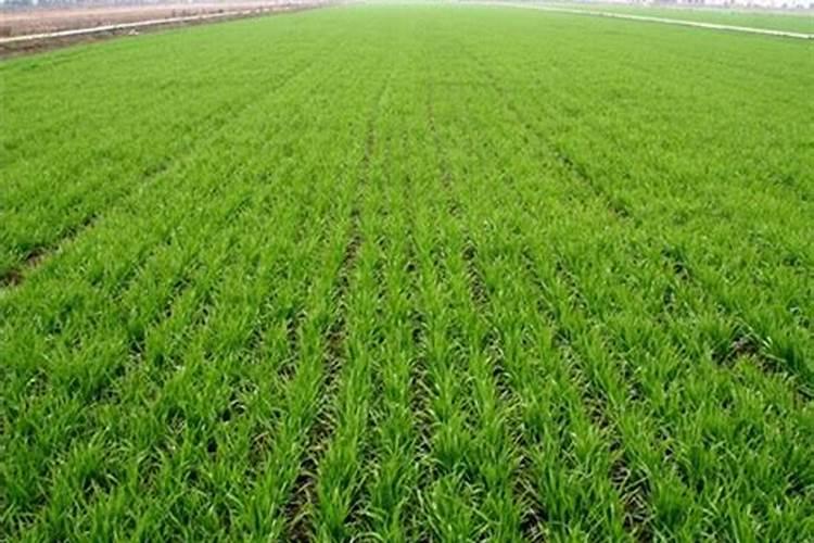 小麦为什么要喷锌肥 小麦缺锌的危害及喷锌方法