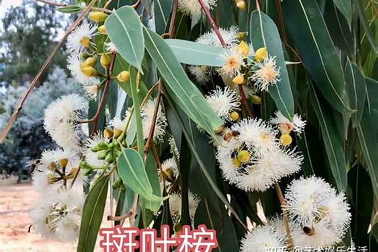 速生桉肥含有什元素