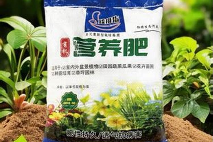 穿心莲苗能吃吗？