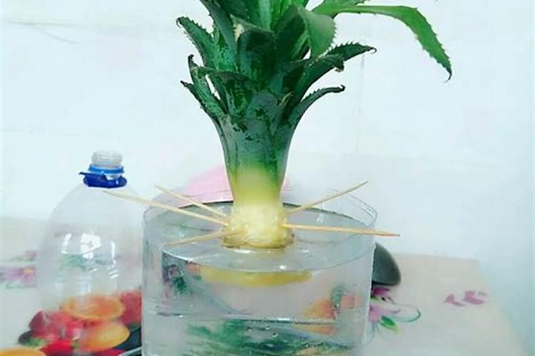 菠萝水培生根后怎么养