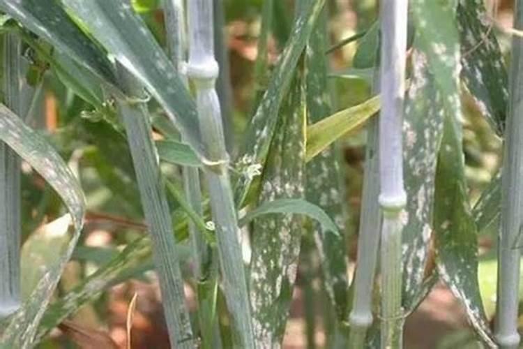 白粉病用什么农药？