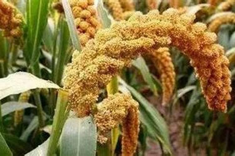 什么叫常规施肥