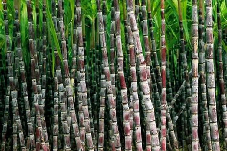 微生物菌剂叶面肥用在甘蔗上可以吗