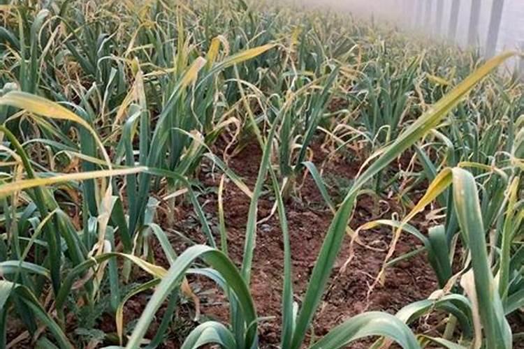 蒜苗发生肥害怎么办？