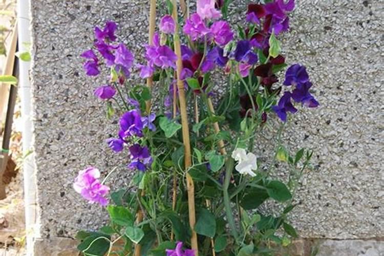 芸苔素内酯喷在土壤能解除药害吗？