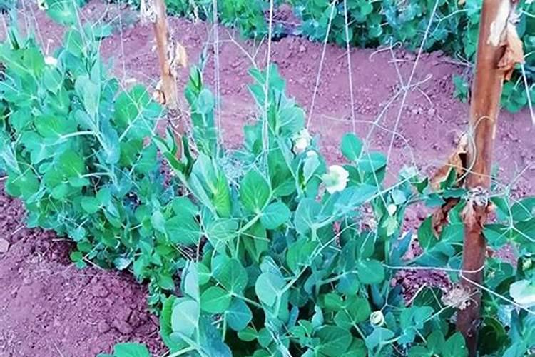 豌豆根基部有斑点,请问老师什么病,用什么药治疗,。