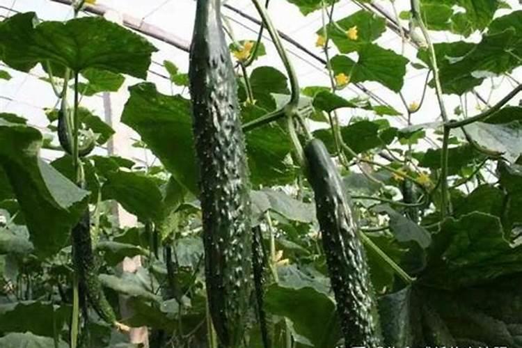 草莓和樱桃营养成份各有哪些？相对来说哪一个较好？