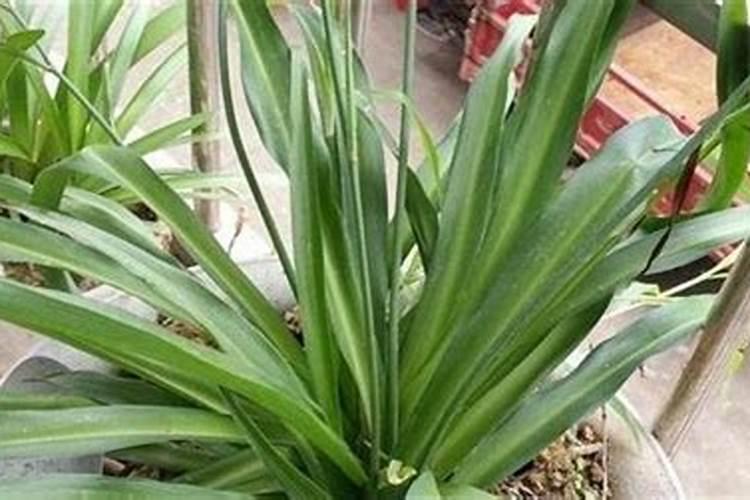 吊兰能施复合肥吗