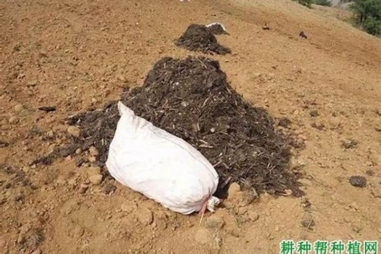 小白菜追肥用什么肥料好(种植小白菜施什么肥料尿素)