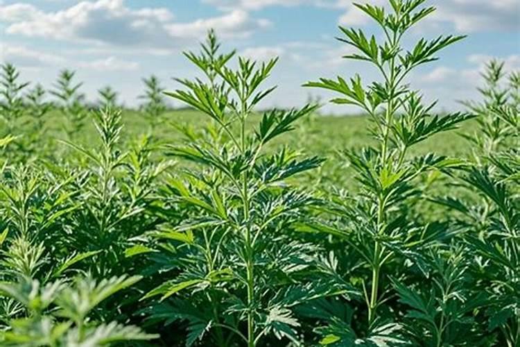 艾草种植方法是怎样的,何时种植最为恰当