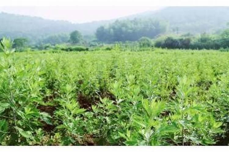 艾草生长适用什么化肥？