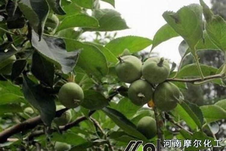 葫芦浇什么肥料合适