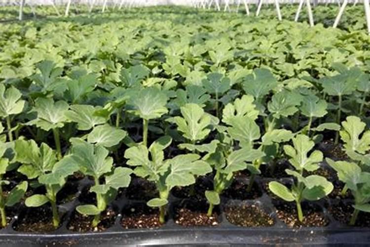 农户种植西瓜,一般多久追一次肥呢？追肥时需要注意些什么？