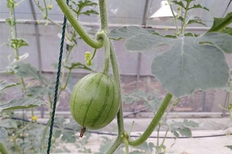 西瓜水溶肥施用时间确定好,不愁销量