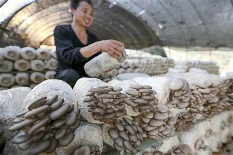 平菇怎么拌料