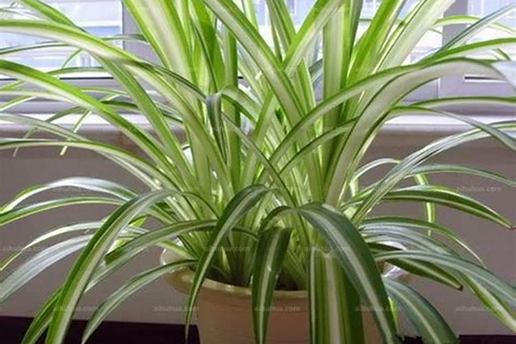 金心吊兰为什么不好养