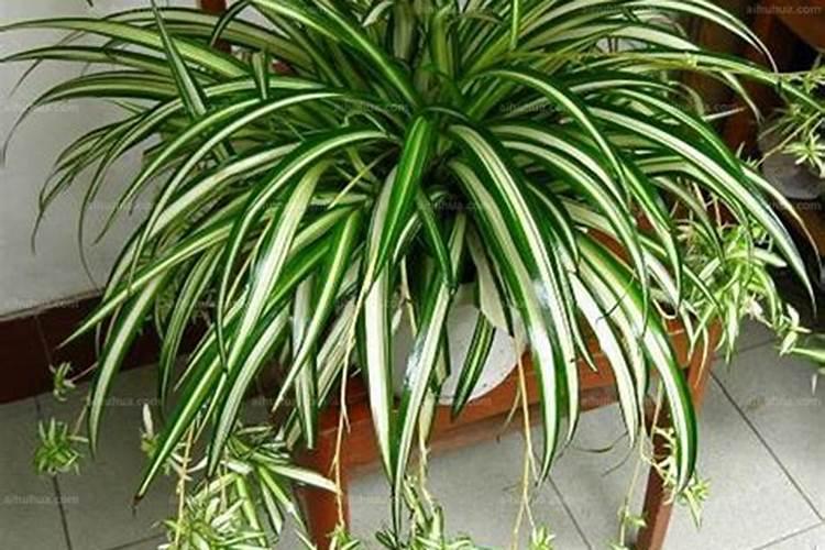 金心吊兰怎么养殖可以长的更好