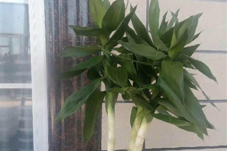 山西奇星含腐植酸水溶肥料在拼多多里找不到？