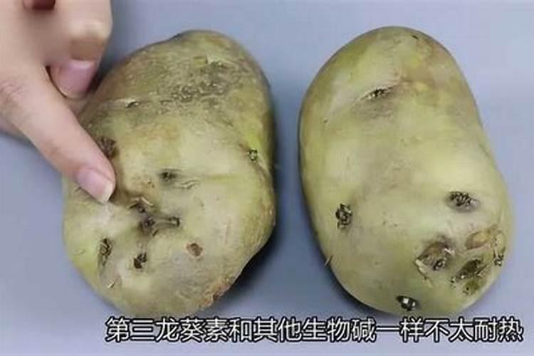 ,大田土豆收获后贮存方法