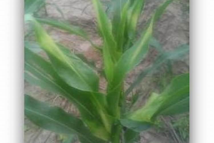 芸苔素能解肥害